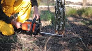 Best Tree Trimming and Pruning  in Landover, MD