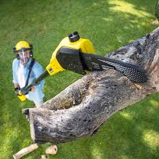 Best Lawn Renovation and Restoration  in Landover, MD