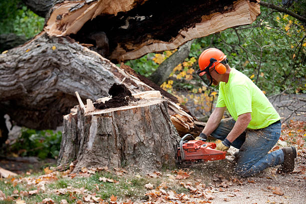 Best Tree Fertilization  in Landover, MD